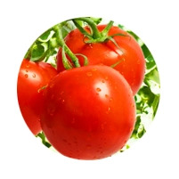 Celebração de contratos de transformação de tomate - 31 de Janeiro