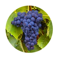 VITIS 2020/2021 - Abertura do período de candidaturas